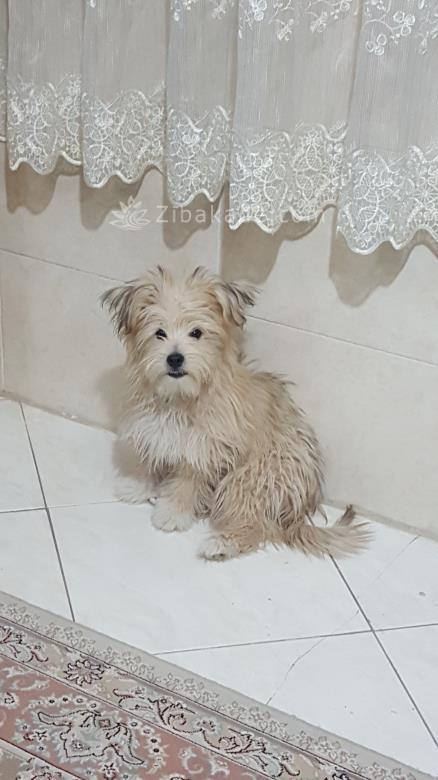 نگهداری سگ در آپارتمان-قصه سگ کوچولوی من پاپت